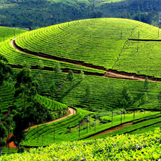 Munnar Tour Packages